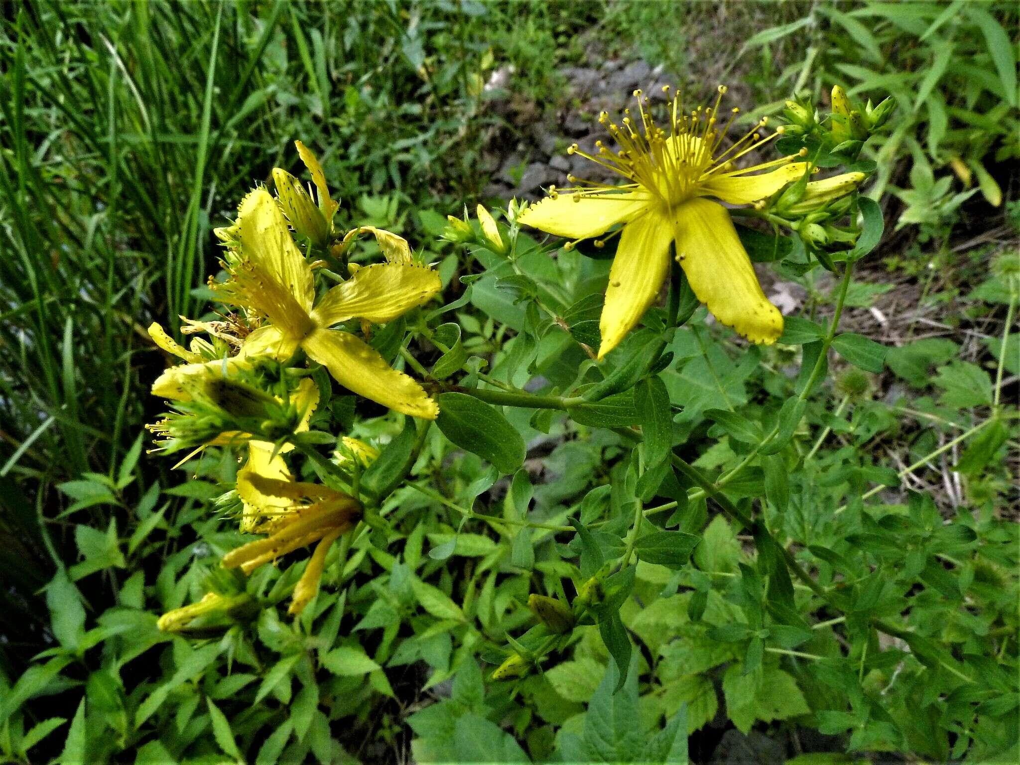 Imagem de Hypericum perforatum subsp. perforatum