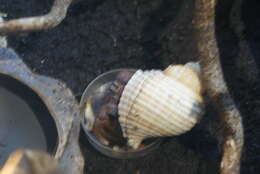 Image of Caribbean hermit crab