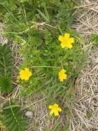 Imagem de Limnanthes douglasii subsp. sulphurea (C. T. Mason) C. T. Mason