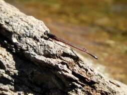 Image of Oxyagrion rubidum (Rambur 1842)