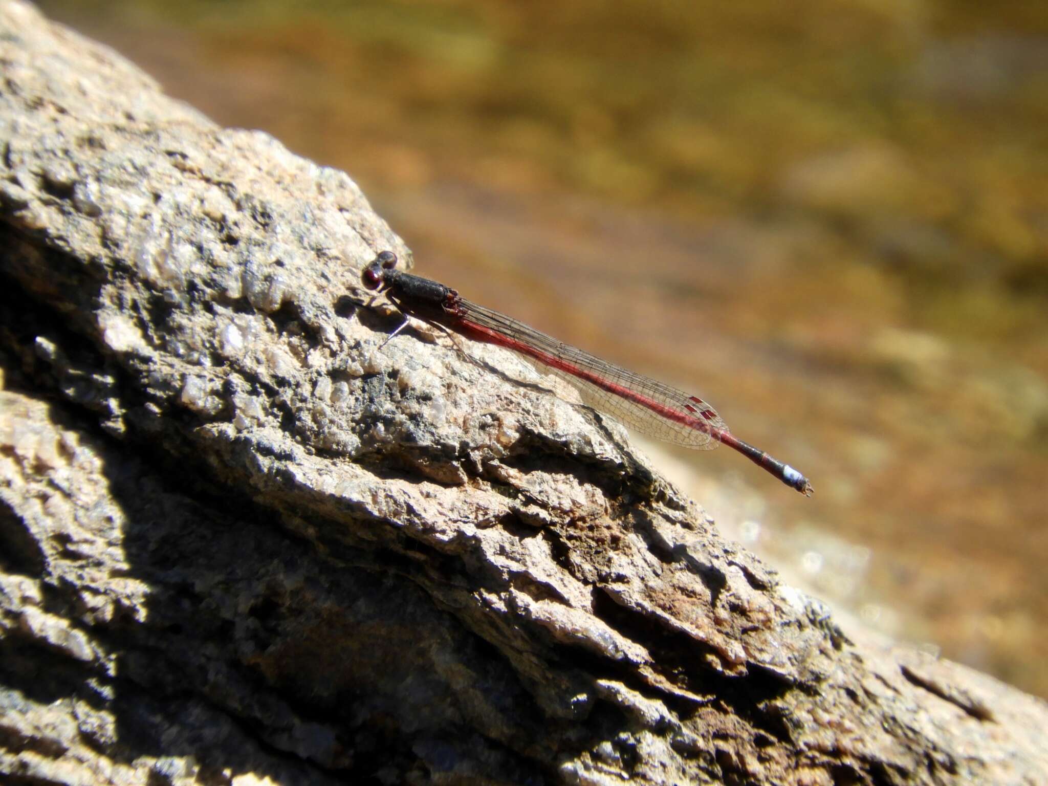 Image of Oxyagrion rubidum (Rambur 1842)