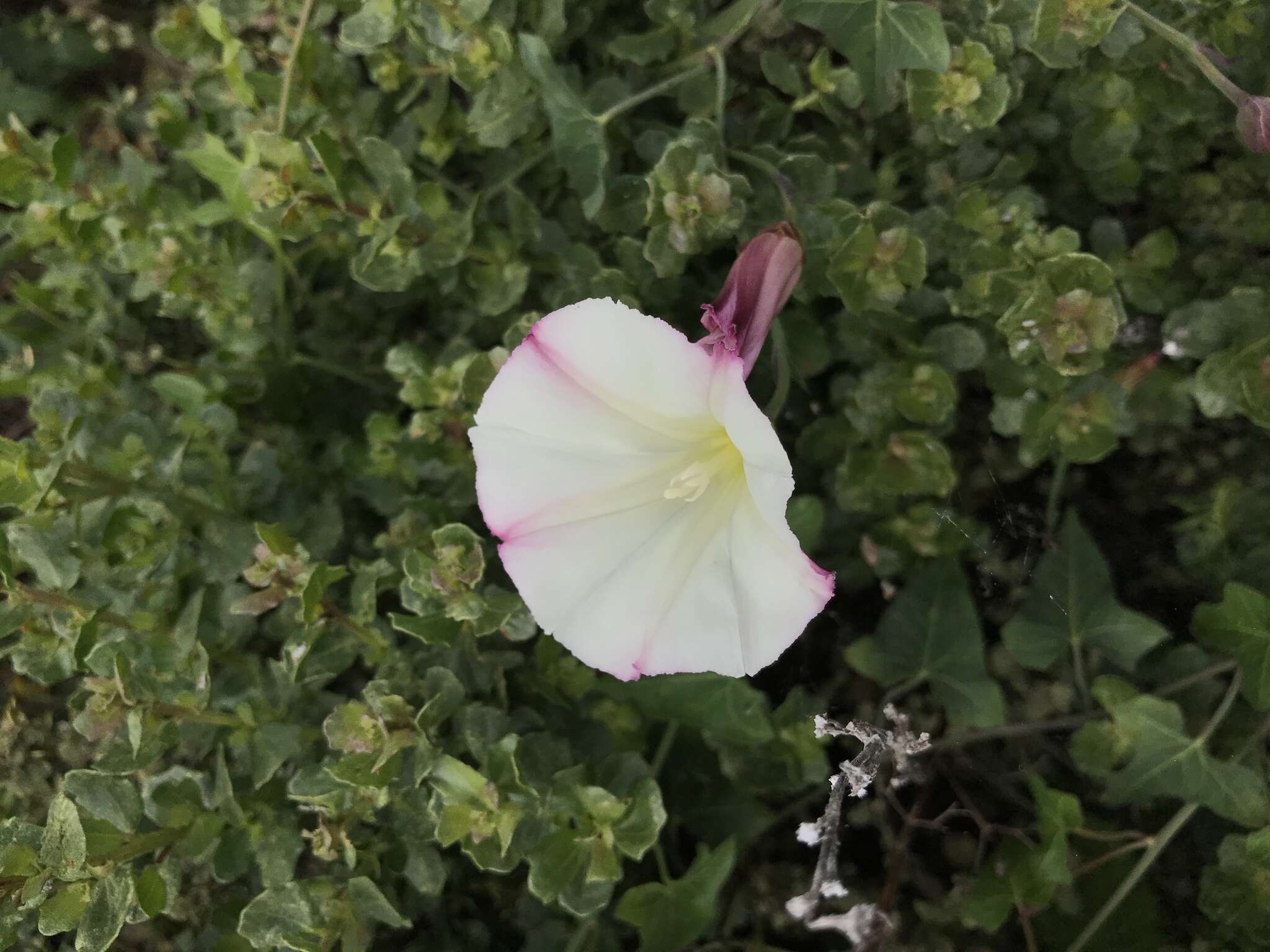 Image of Pacific false bindweed