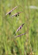 Image of annual semaphoregrass