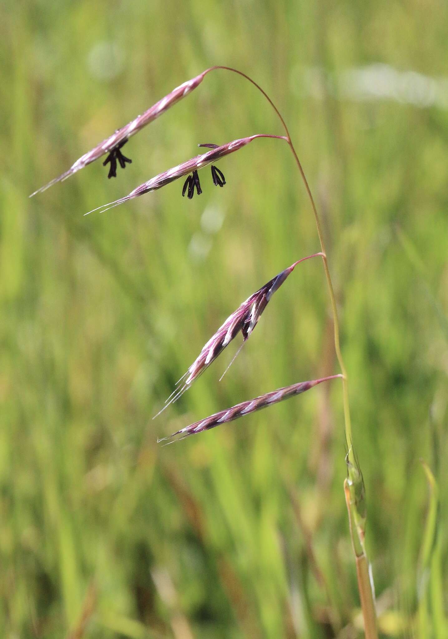 Image of annual semaphoregrass