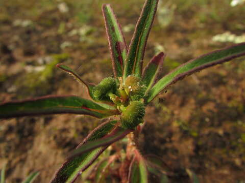 Image of hairy-fruit spurge