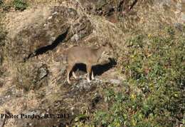 Image of Himalayan Goral