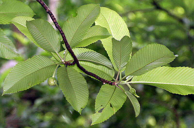 Plancia ëd Dillenia indica L.