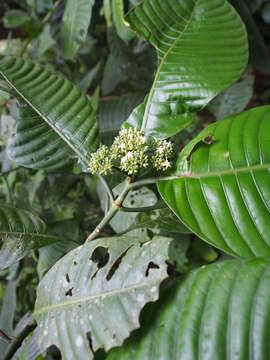 Image of Psychotria limonensis K. Krause