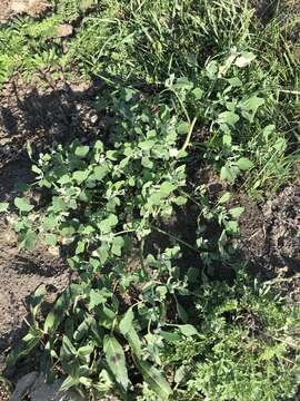 Plancia ëd Chenopodium prostratum Bunge ex Herder