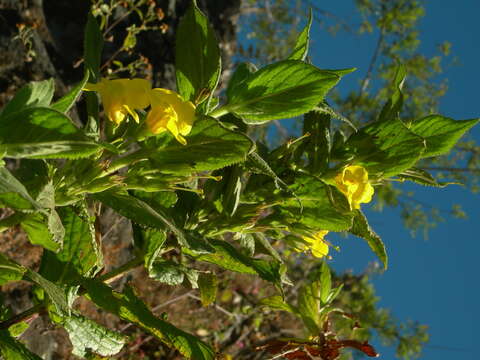 Hemichaena fruticosa Benth. resmi