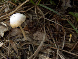 Image of Yellow Fieldcap