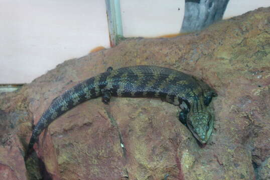 Image of eastern blue-tongued lizard