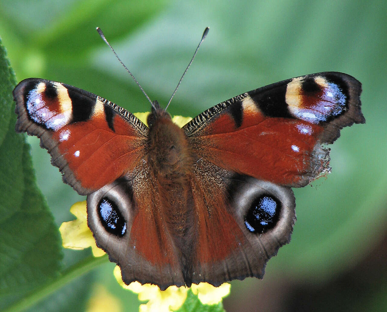 Image of Aglais io