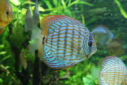 Image of Blue discus