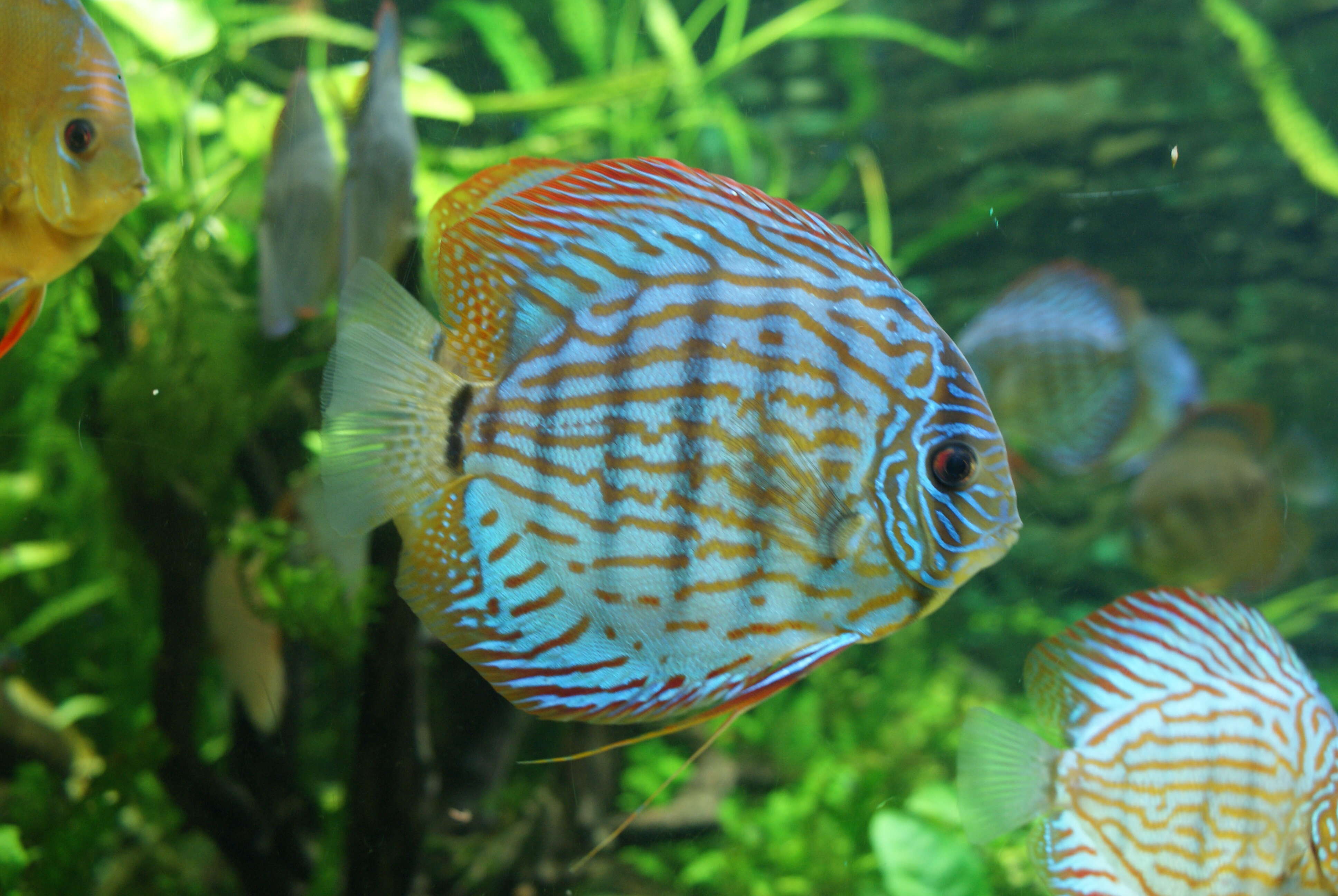 Image of Blue discus