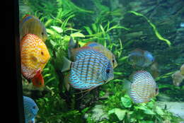 Image of Blue discus