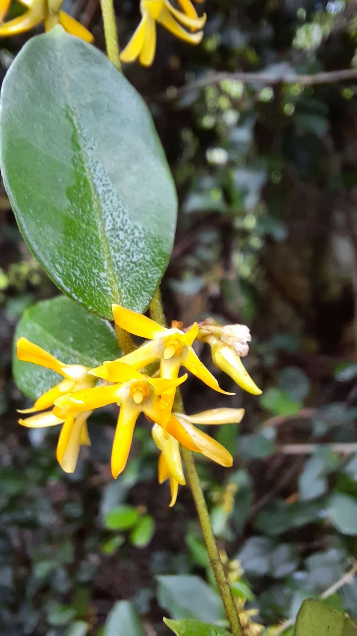 Image of Toxocarpus wightianus Hook. & Arnott