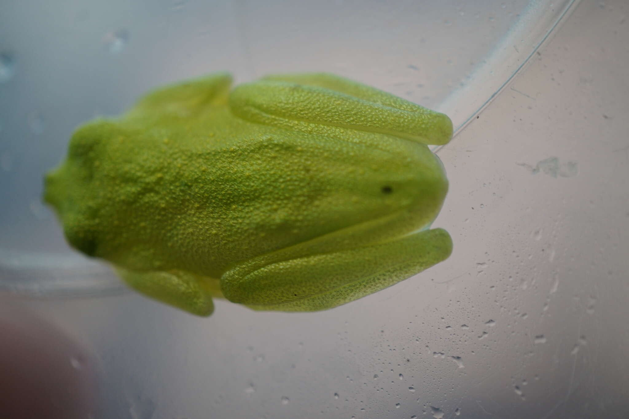 Image of Plantation Glass Frog