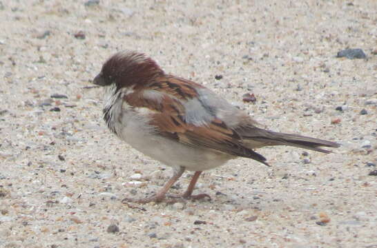 Image of Passer domesticus indicus Jardine & Selby 1831