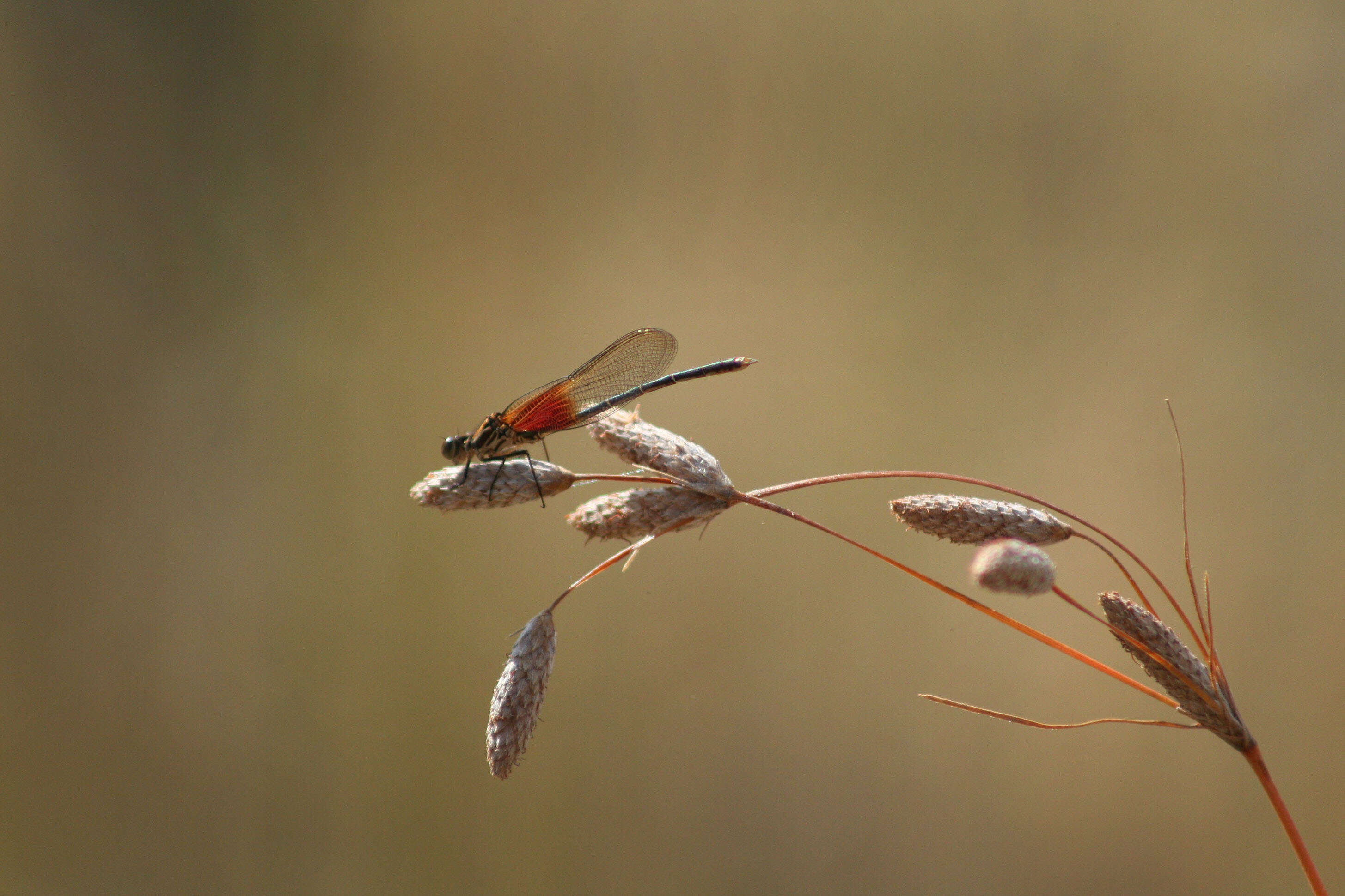 Image of American Rubyspot