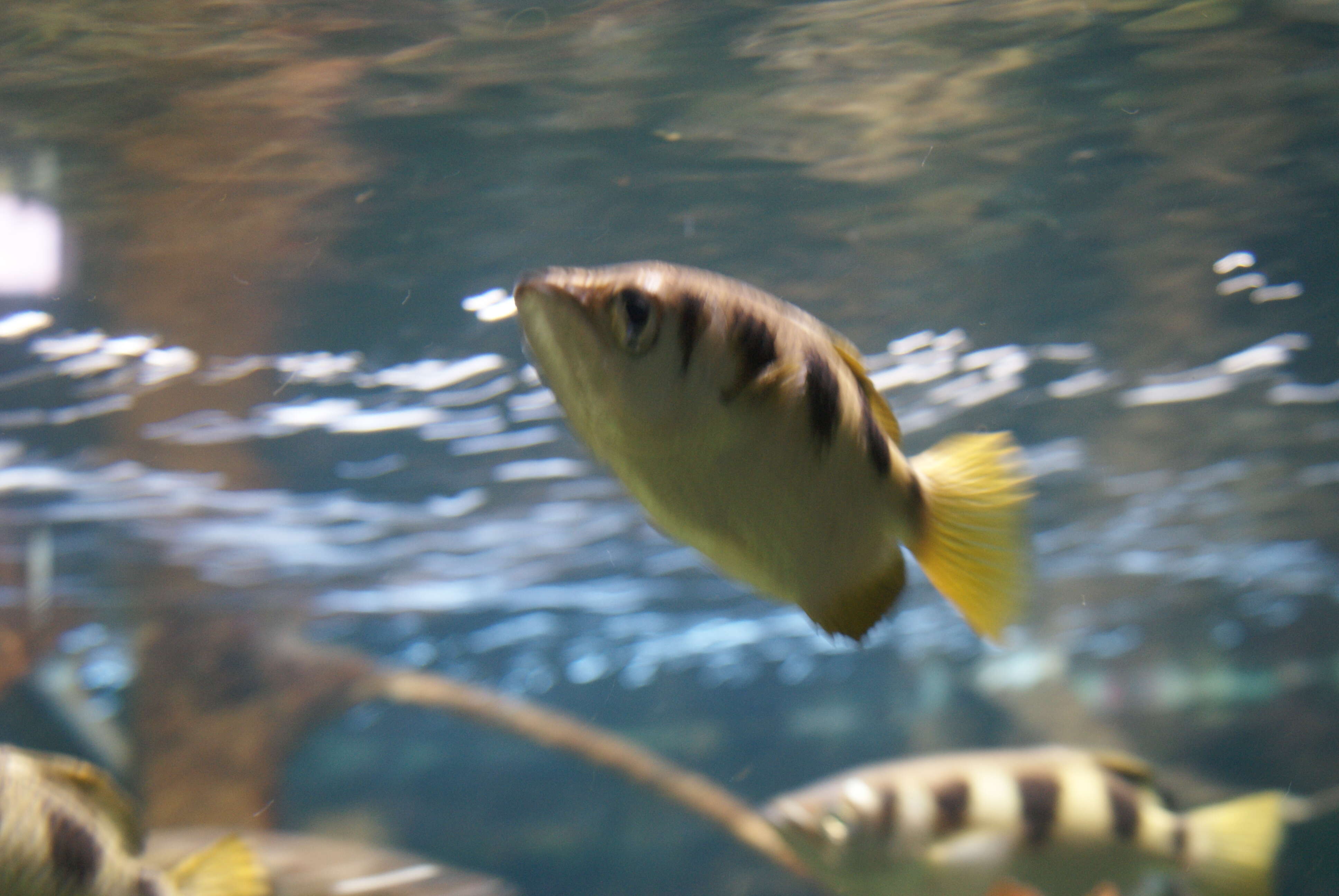 Image de Poisson archer sellé