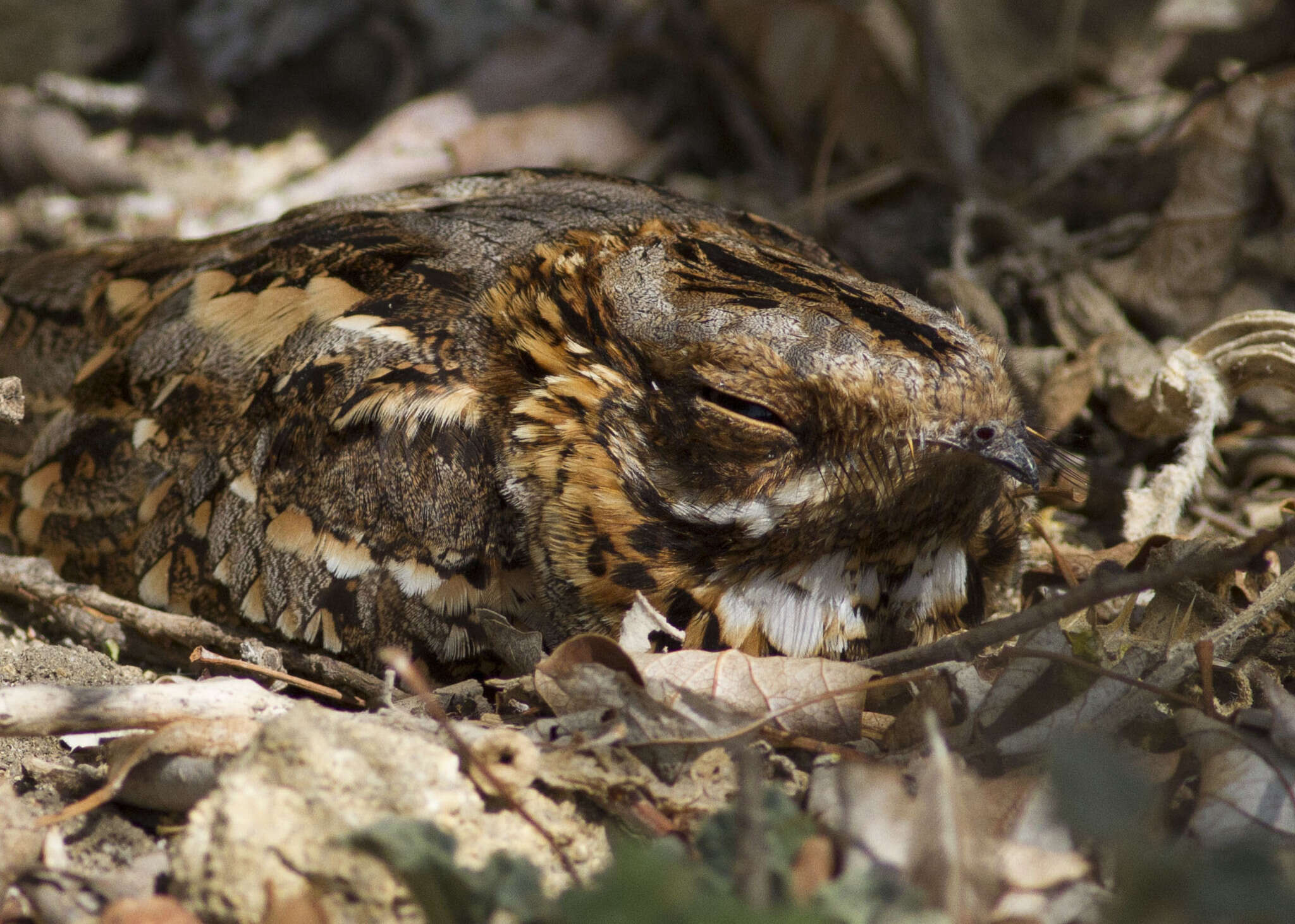 Image of Red-necked Nightjar