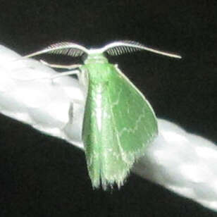 Image of Wavy-lined Emerald