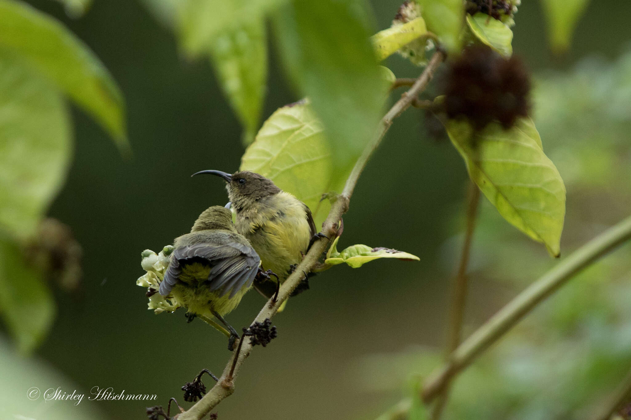 Cinnyris venustus falkensteini Fischer, GA & Reichenow 1884 resmi