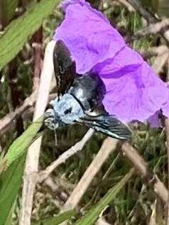 Image de Xylocopa abbotti (Cockerell 1909)