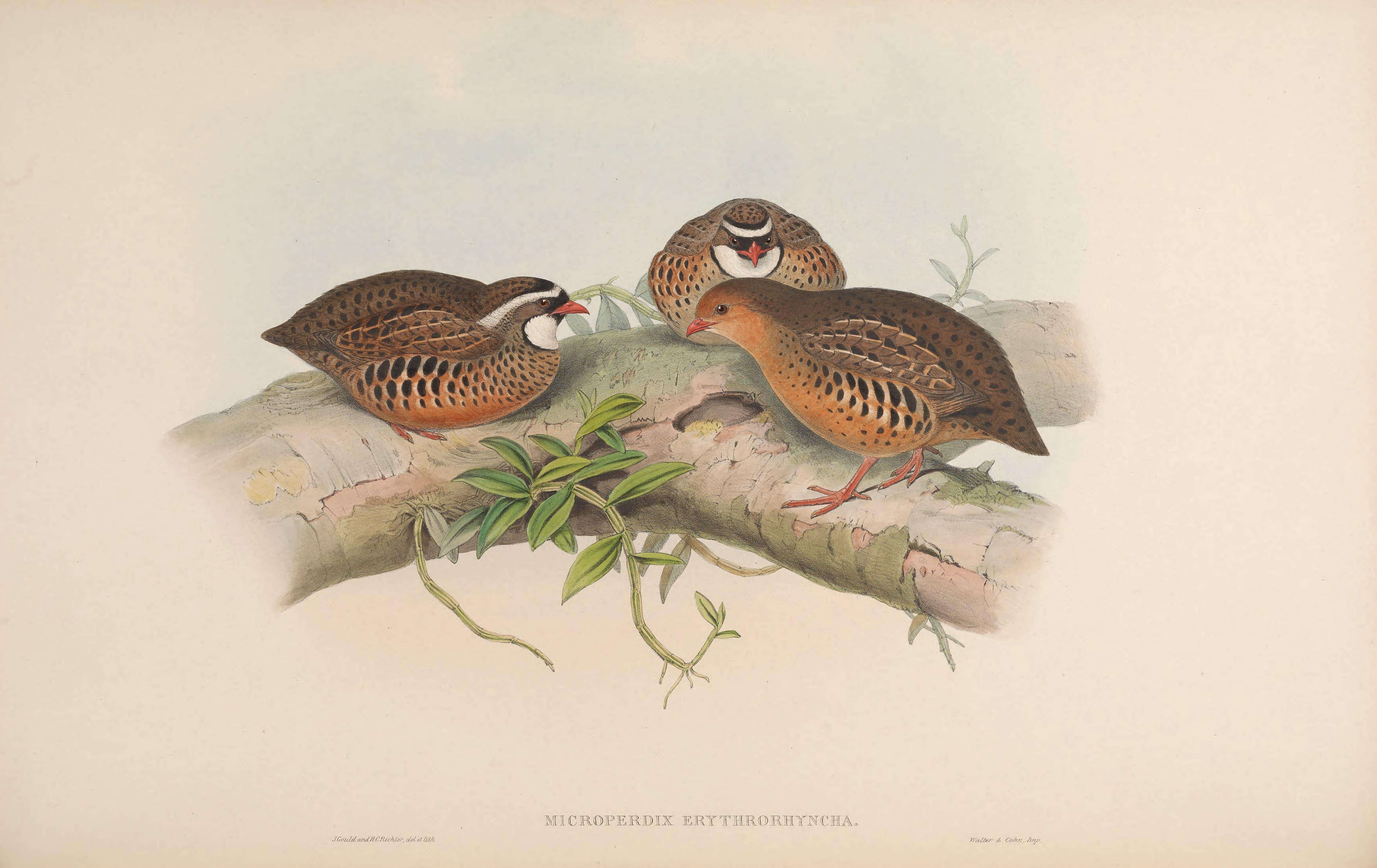 Imagem de Perdicula erythrorhyncha (Sykes 1832)