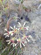 Image of Pelargonium heterophyllum Jacq.