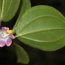 Image de Blakea parasitica (Aubl.) D. Don