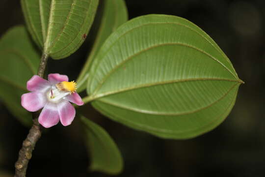 Imagem de Blakea parasitica (Aubl.) D. Don