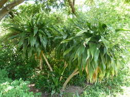 Image of large-leaved dragon tree