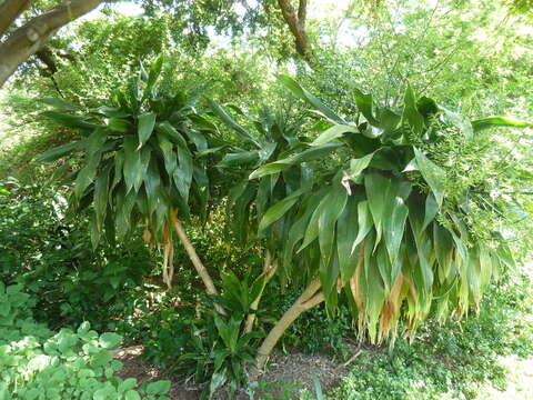 Image of large-leaved dragon tree