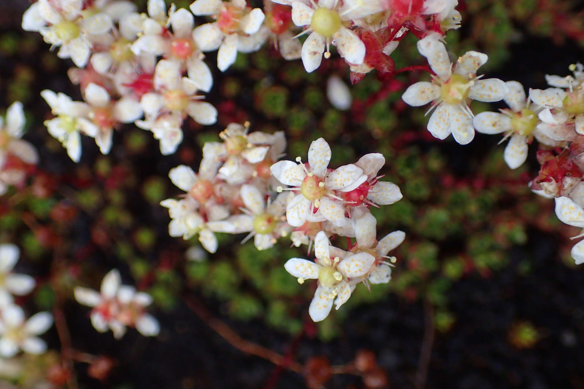 Image de Saxifraga bronchialis subsp. cherlerioides (D. Don) Hult.