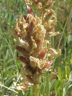 Astragalus canadensis var. brevidens (Gandog.) Barneby的圖片