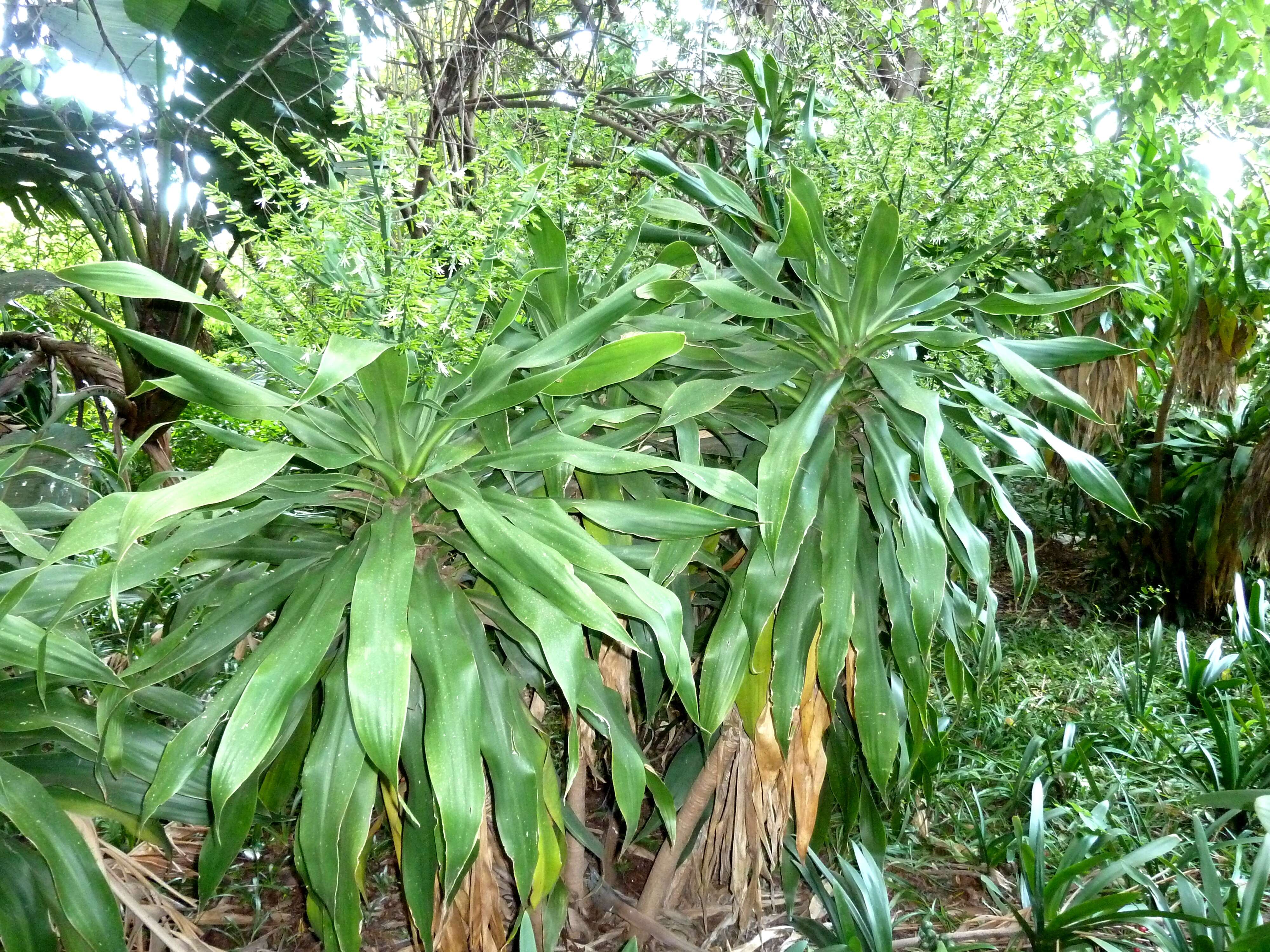 Image of large-leaved dragon tree