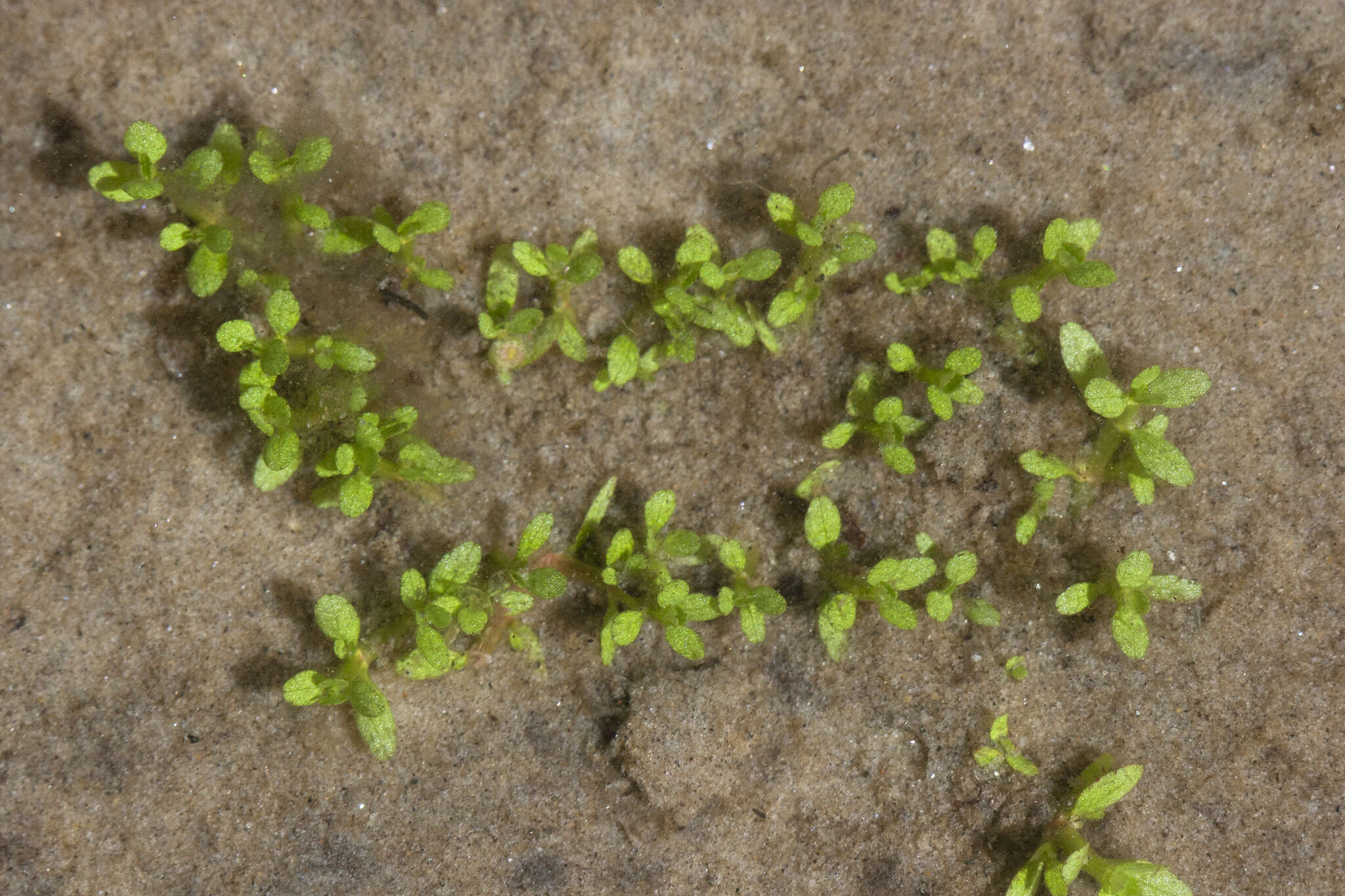 Image of small waterwort