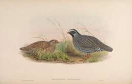 Image of Himalayan Quail