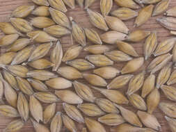 Image of common barley