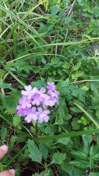 Image of Tampa Mock Vervain