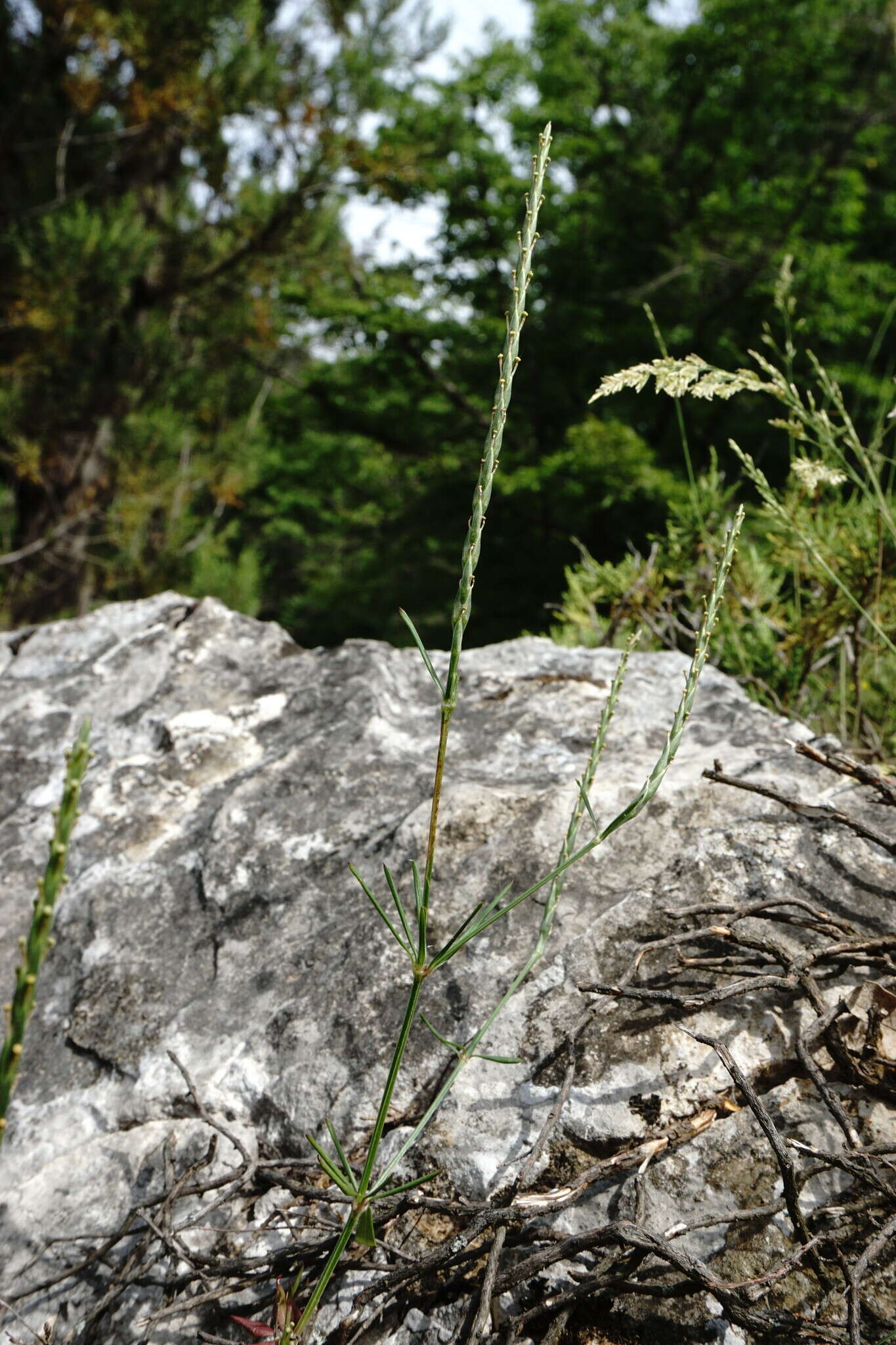 Image of Crucianella latifolia L.