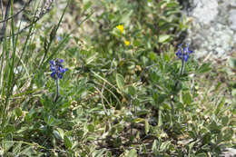 Plancia ëd Lupinus gibertianus C. P. Sm.