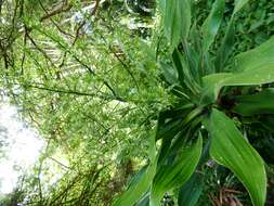 Image of large-leaved dragon tree