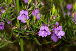 Image of Prostanthera scutellarioides (R. Br.) Druce