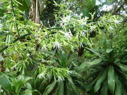 Image of large-leaved dragon tree