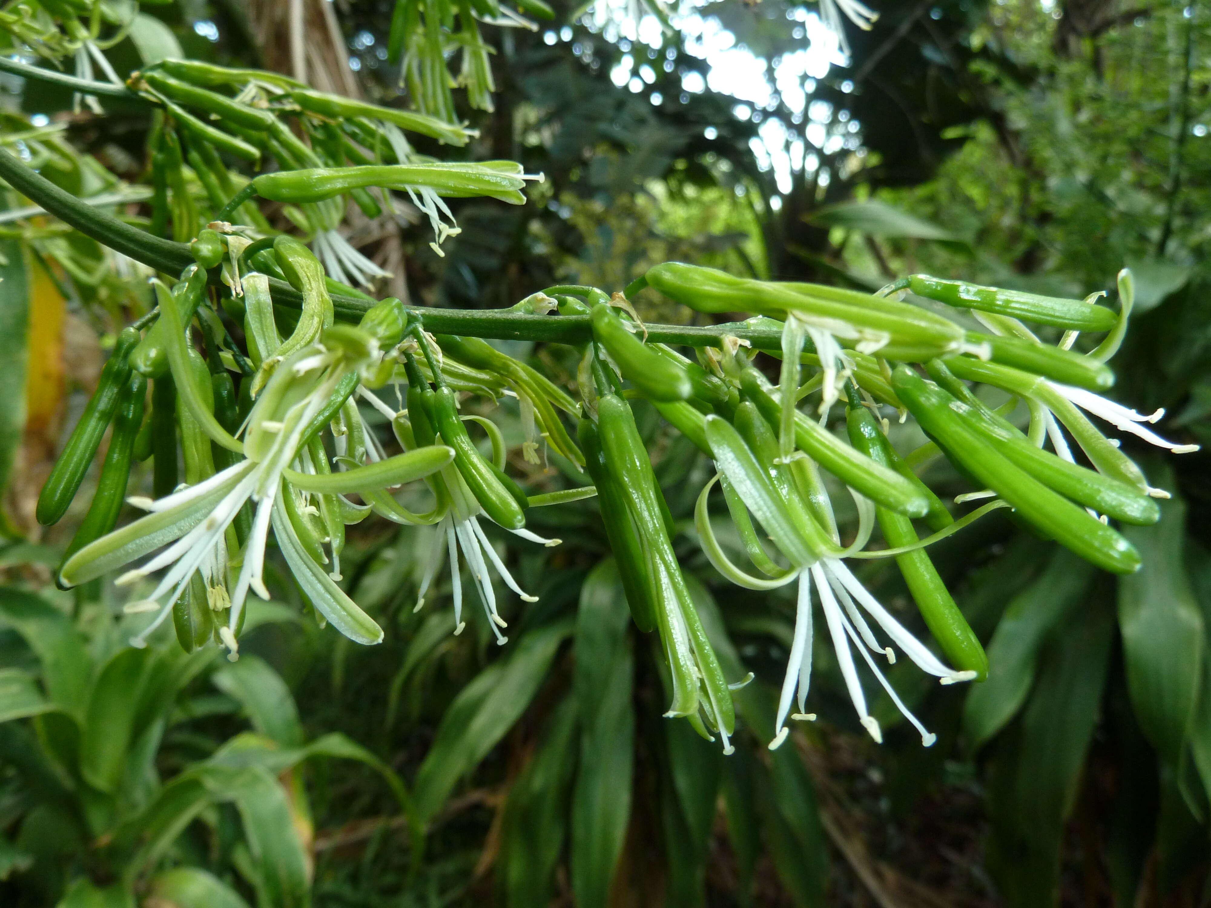 Image of large-leaved dragon tree