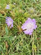 Image of Pincushion-flower