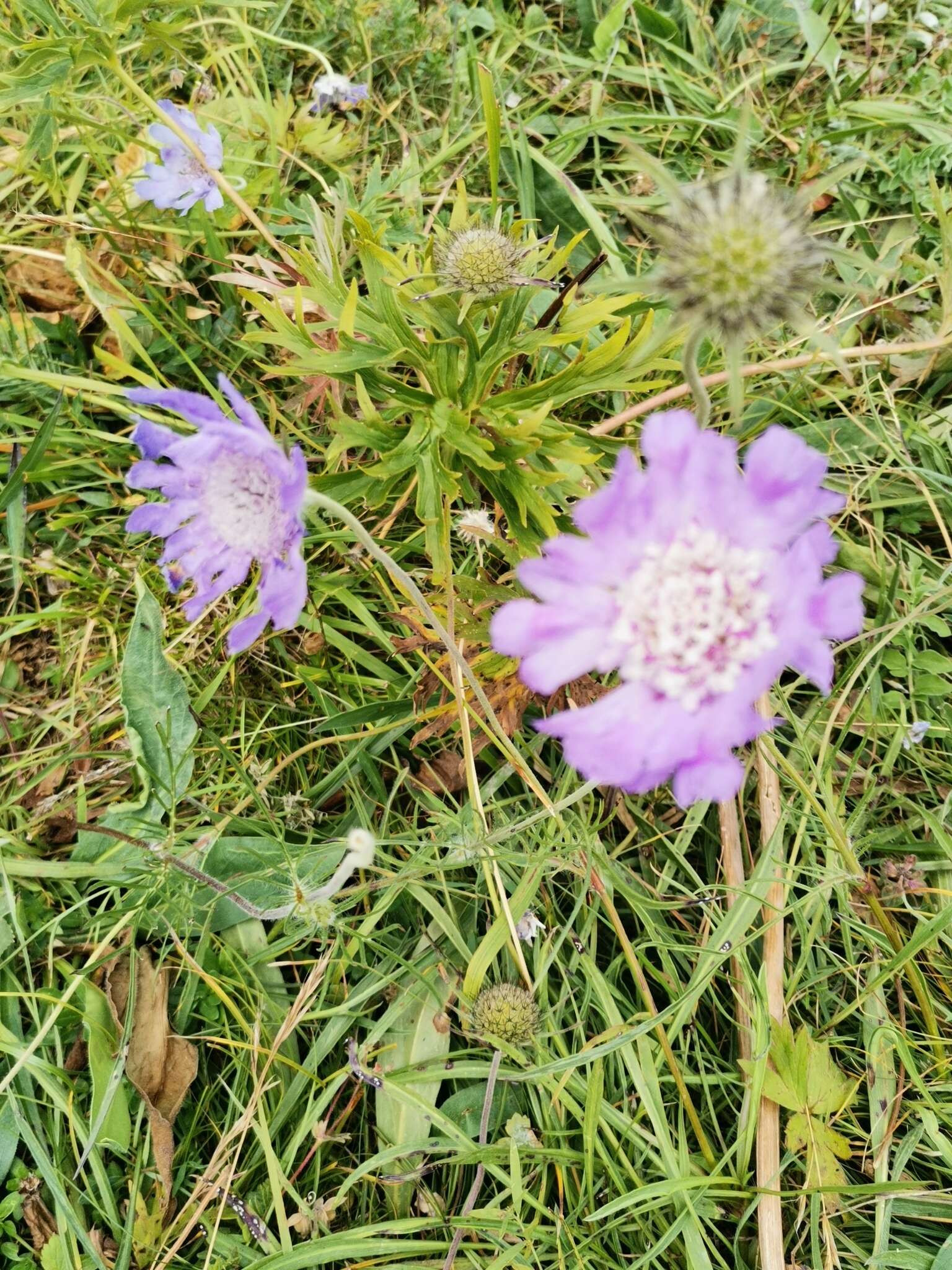 Image of Pincushion-flower